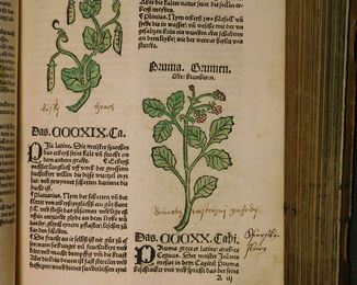 Herbary, oder Krüterbuch. Straßburg, 1507. Herbář Johanna von Cuby (zemř. asi 1504) s mnoha kolorovanými dřevořezy je významný především ručně dopsanými českými názvy rostlin pod jednotlivými ilustracemi. Jejich autorem je s největší pravděpodobností dosud neidentifikovaný první majitel značící své tisky zlacenými iniciálami „A. P.“ a letopočtem nabytí na přední desce. NK ČR, sign. 16 H 14. list 137 = Blatt CXXXVII : Hrách a &quot;Brunátný vostružný jahody&quot; 